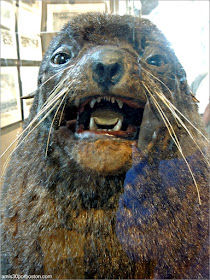 Lobo Marino "Old Neptune" en el New Bedford Whaling Museum