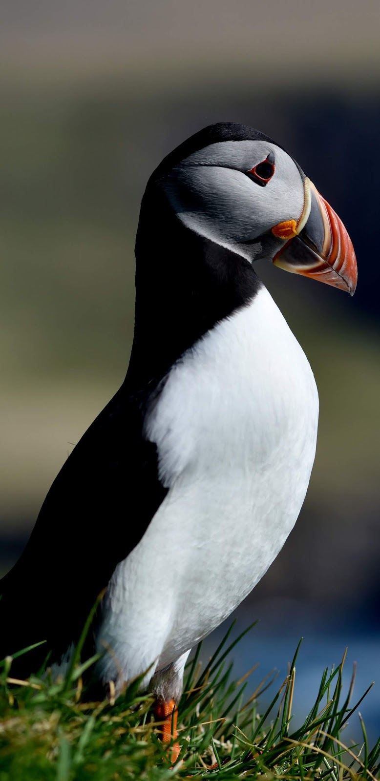 A beautiful puffin.