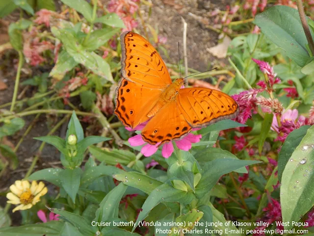 Cruiser butterfly