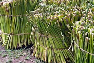 Cara mengolah dan membuat kerajinan dari tanaman eceng gondok