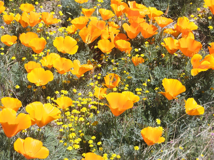 Fields Of Poppies