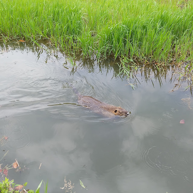 緑ヶ丘公園のヌートリア