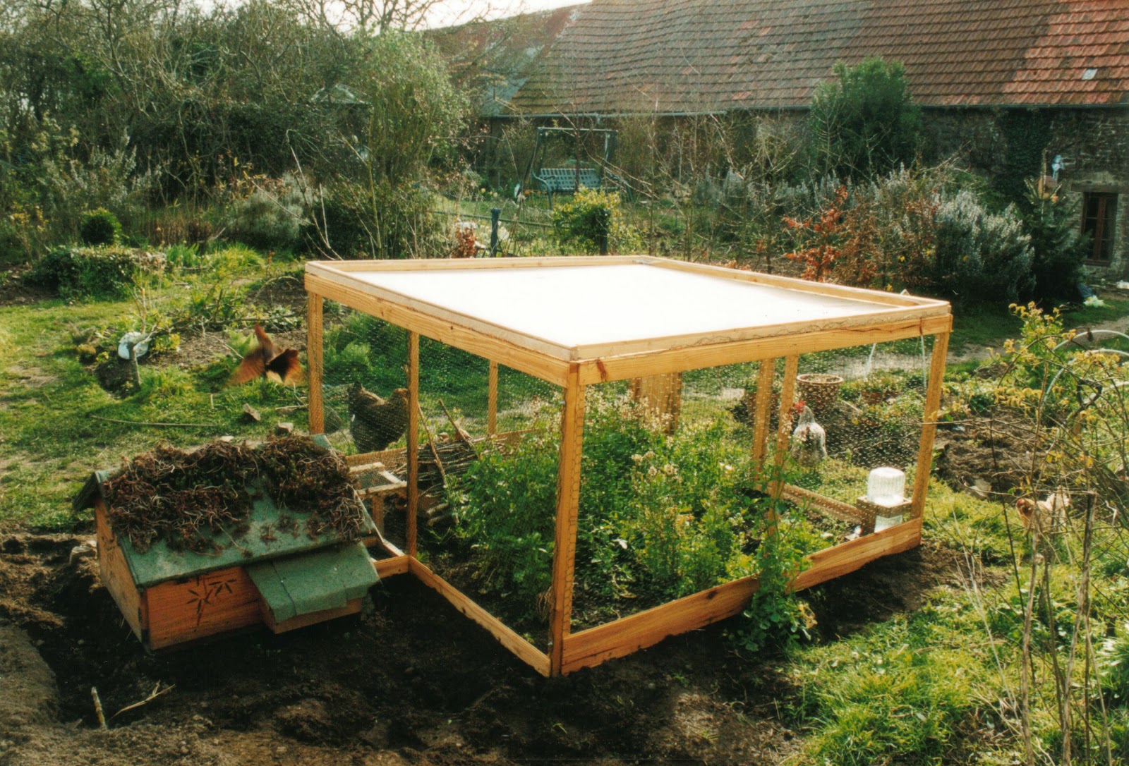 Hatching and Raising Quail Organically for hay fever and ...