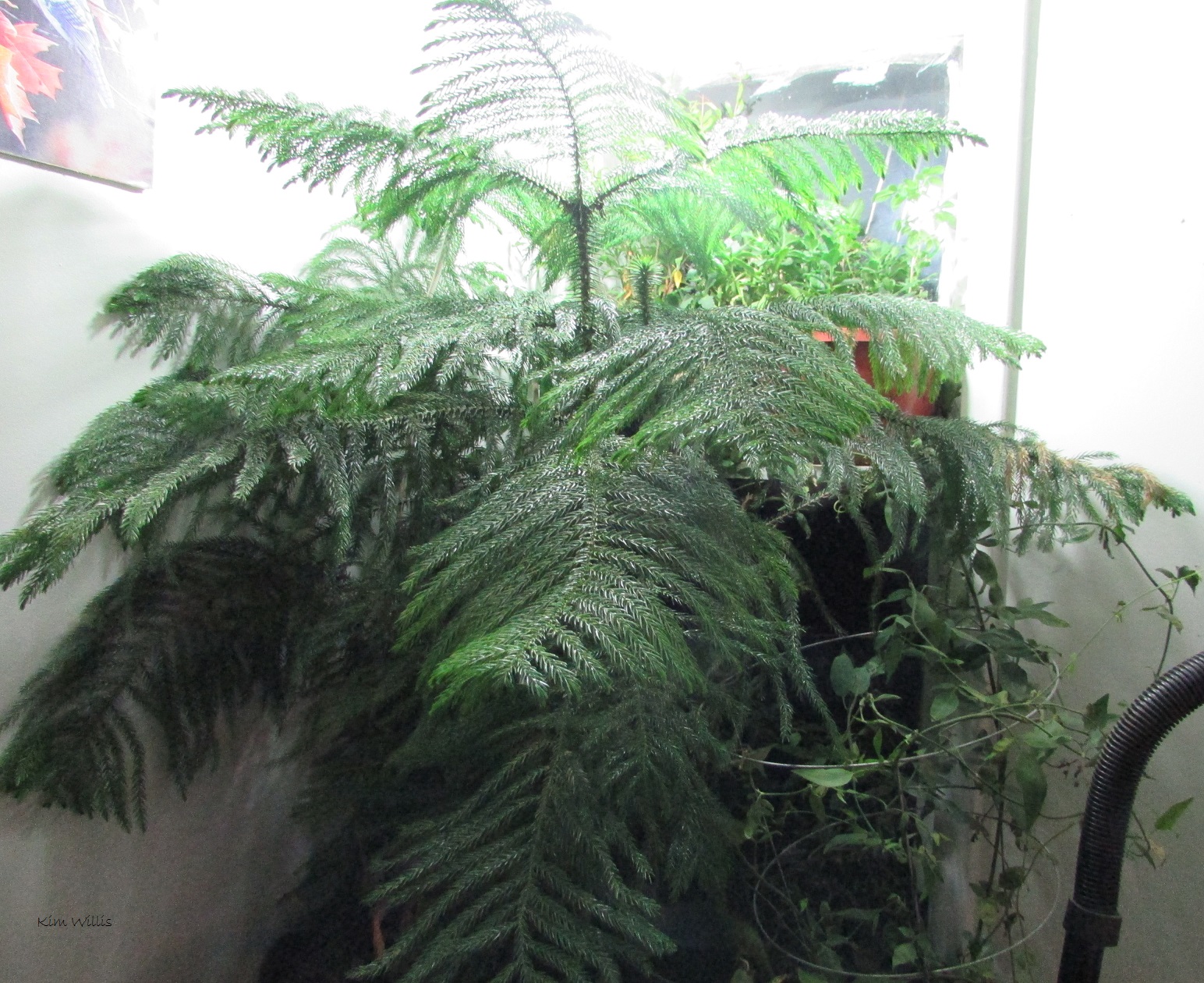 Gardening Granny S Gardening Pages Norfolk Island Pine Araucaria Heterophylla