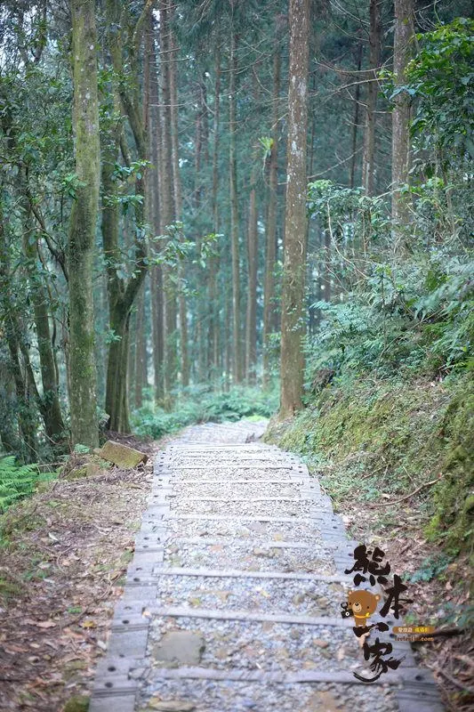 熊空茶園櫻花季|三峽熊空古窯｜三峽同心茶園｜三峽熊空櫻花園