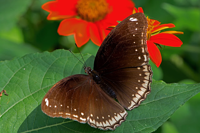 Hypolimnas bolina the Great Eggfly