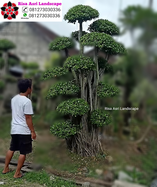 Kamboja Fosil, Panggang Iprik, Bonsai Beringin Dolar, Bonsai Serut Fosil, Randu Varigata, Pohon Pule Monster, BotleTree, Olive Tree Zaitun, Bonsai Dolar Mangkok, Pohon Tabebuya, Bonsai Anting Putri, Pohon Jasmin Dll