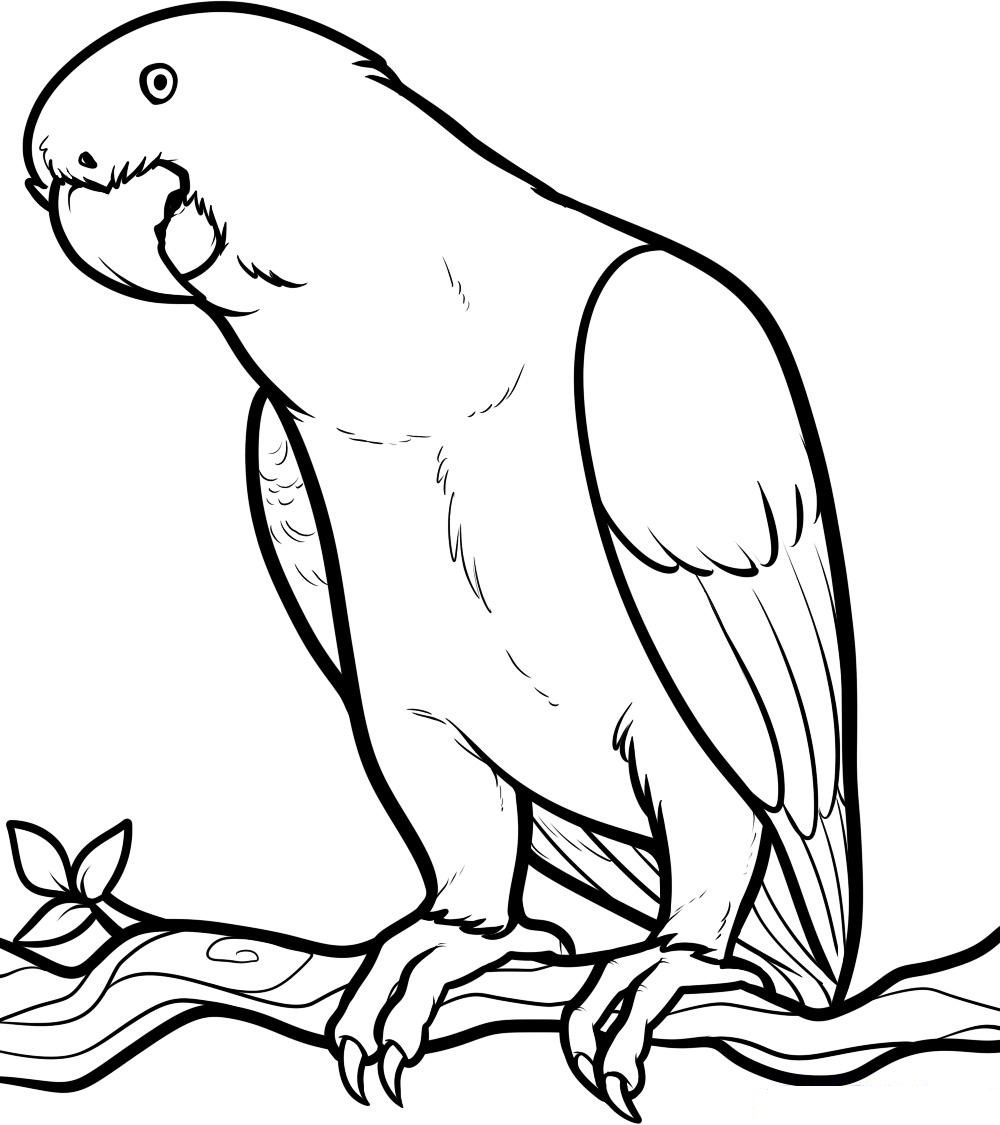 Download Parrot Animals Coloring Pages ~ Best Coloring Pages For Kids