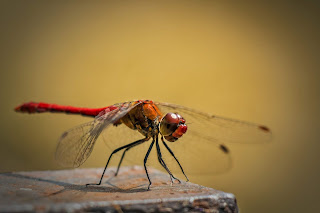 dragonfly at my window pane