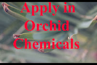 Apply in Orchid