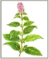 menta piperita