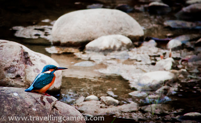 Bird of the Month, Birding, Bird Photography, Kingfisher, Bird Watching