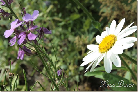 BeckyShasta_Phlox