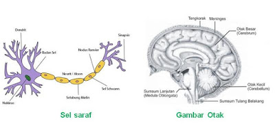 Soal dan Pembahasan Sistem Saraf pada Manusia  Soal dan Pembahasan Sistem Saraf pada Manusia (Pilgan + Essay)