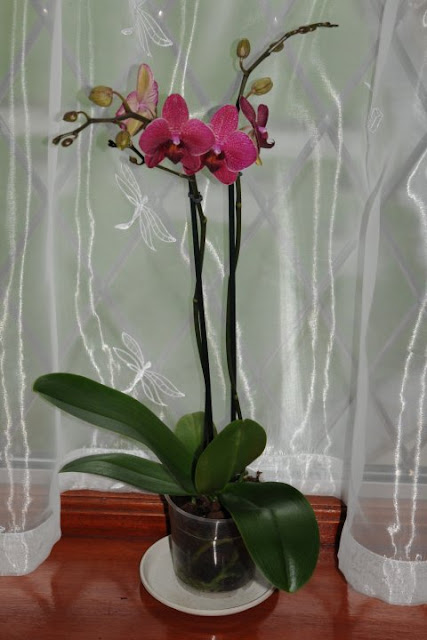 Como Cuidar de Orquídea Phalaenopsis Passo a Passo