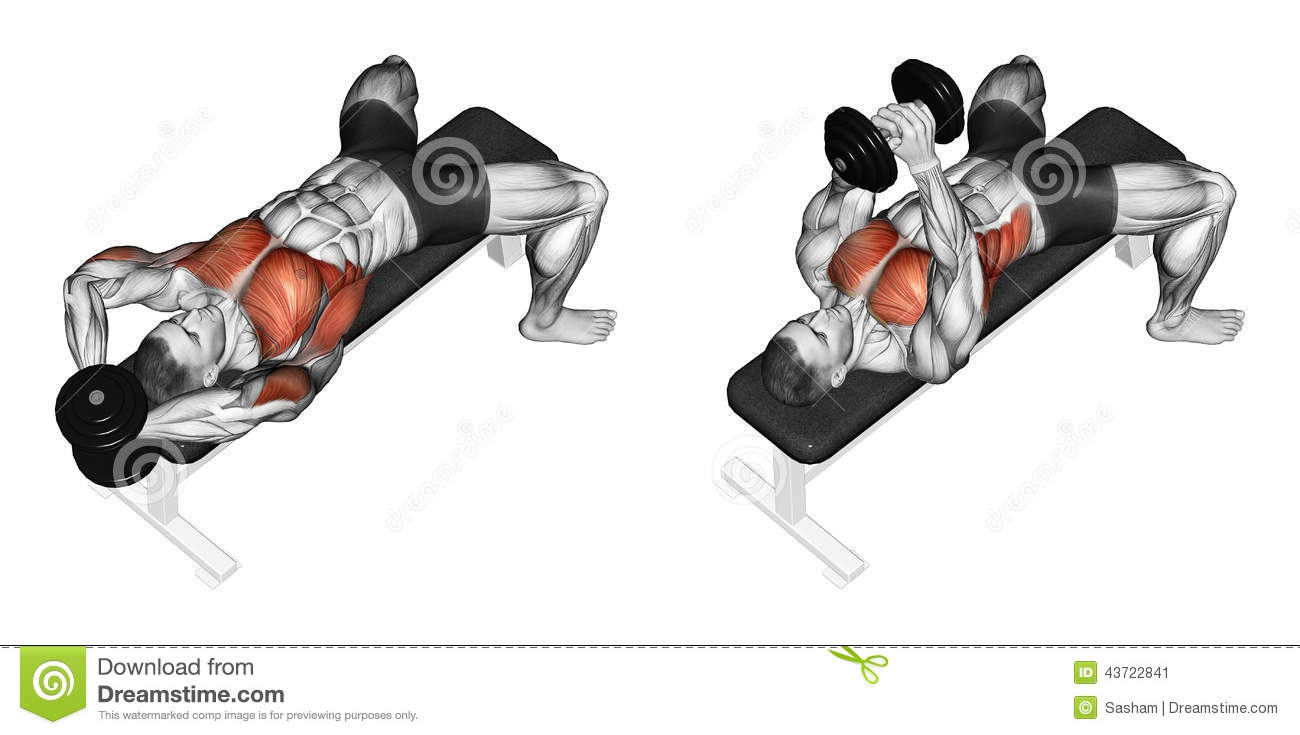 Bodybuilding Chest Exercises Chart Hd