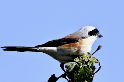 "A Bay-backed Shrike (Lanius vittatus) sits on a shrub. Small passerine with a striking bay back and black mask. Resting on a branch in a natural setting, showcasing its stunning plumage and distinguishing traits."