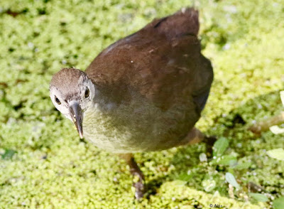 White-breasted Waterhen -Subadult