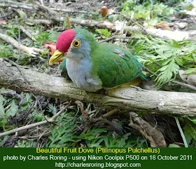 Beautiful Fruit Dove (Ptilinopus pulchellus)