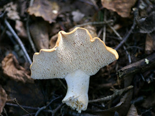 Hydne sinueux - Pied de mouton - Hydnum repandum