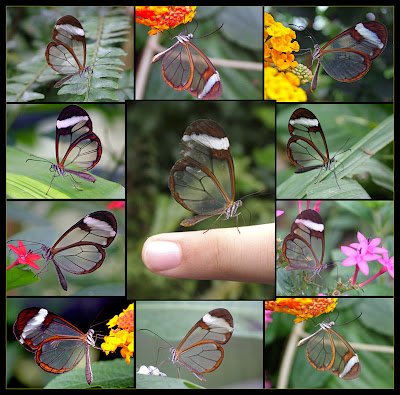 Transparent Butterfly