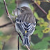 A Yellow Rumped Warbler for Saturday Critters