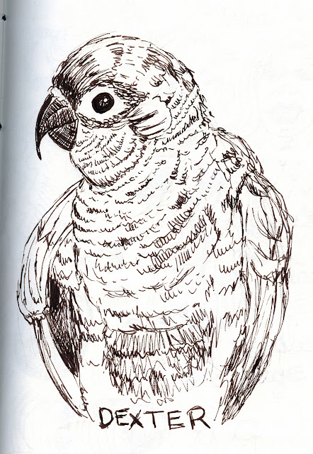 Line drawing of Dexter, the conure. Pen and Ink rendering by ©Ana Tirolese