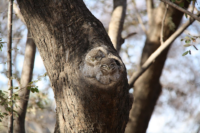 Wildlife photography