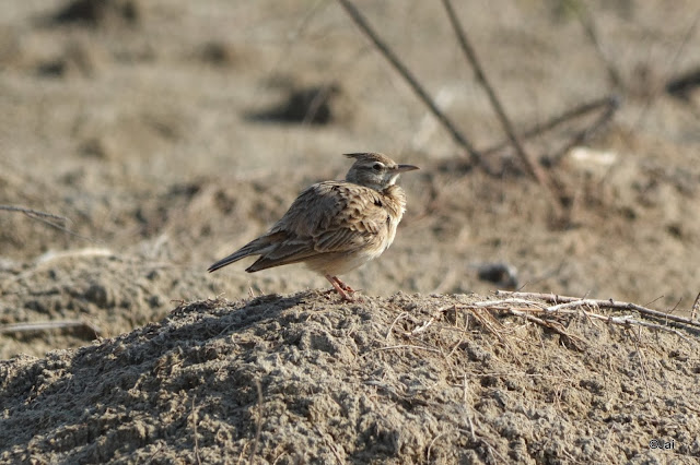 CRESTED LARK (GALERIDA CRISTATA) at Dubai Pivot Field