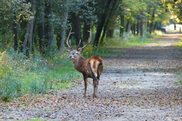 bosco della mesola