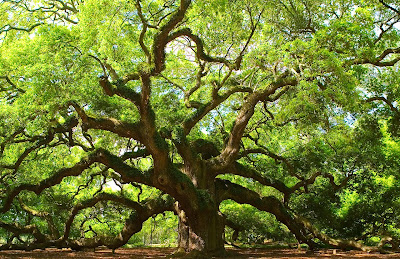 Árbol Ángel en Carolina del Sur, USA. - Angel Tree