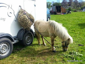 White Shetland Pony resting eating hay