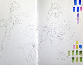 Sketchbook drawing of Phacelia campanularia and the basic blue hues
