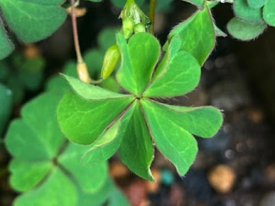 酢漿草的葉（5枚小葉）