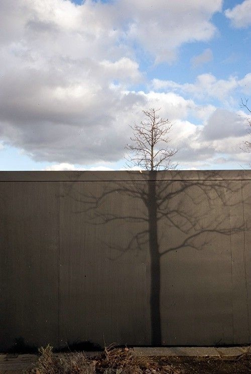 Tree and Shadow Illusion