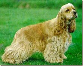 Cocker spaniel americano