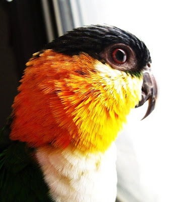 black headed caique