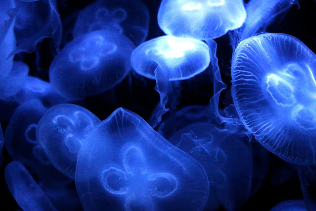 medusas curiosciencia