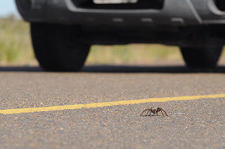 Tarantula en el asfalto de Península Valdés