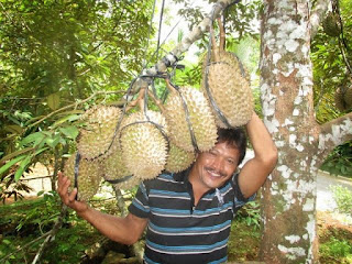 DURIAN BATANG MAS... - karya ku : paridah ishak