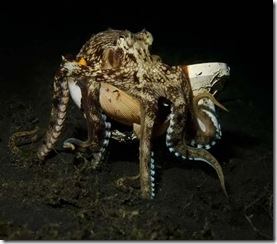 underwater-10