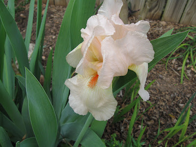 Annieinaustin, pale peach iris