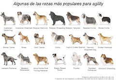 RAZA PARA AGILITY