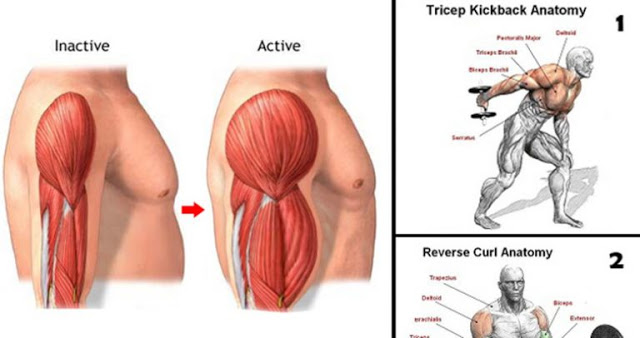 gain biceps and triceps mass with these 12 exercises and workout