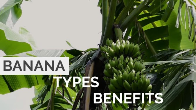 Different types of banana and their benefits | Benefits of banana
