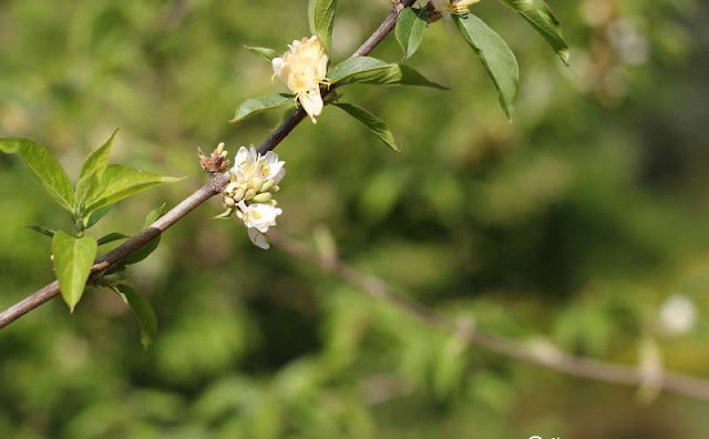 Amur Honeysuckle Flowers Pictures