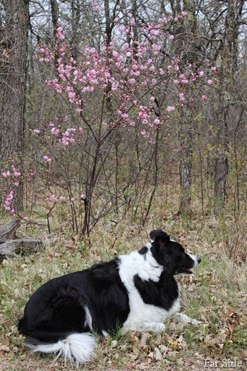 Chance and the Double Flowering Plum