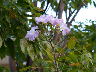 Tabebuia rosea - Tabébuia rose - Tecoma rose