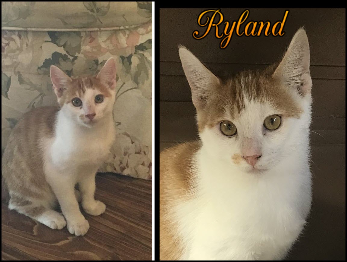 Feral Paws Rescue Group: November Cat of the Month: Ryland