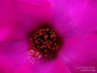 Onze horas - Portulaca grandiflora